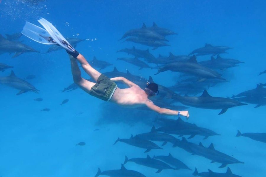 Dolphin House Trip